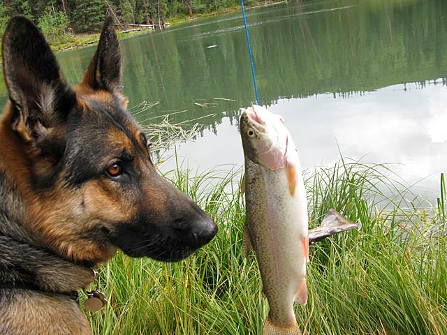 Tripawd, dog, german shepherd, three-legged, recipe, grain-free, treats, fish, salmon