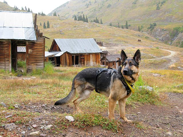 Wyatt Explores Animas Forks Ghost Town