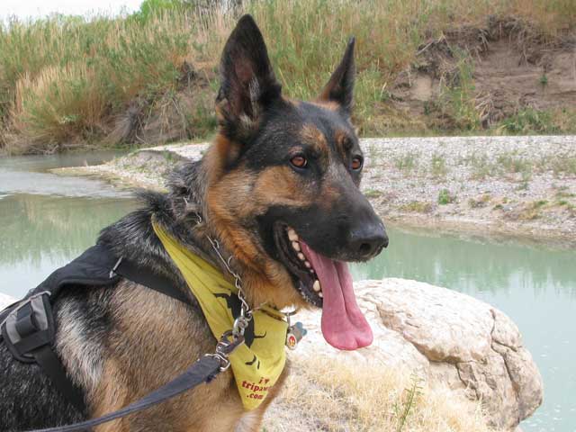 Wyatt watches over the Rio Grande border