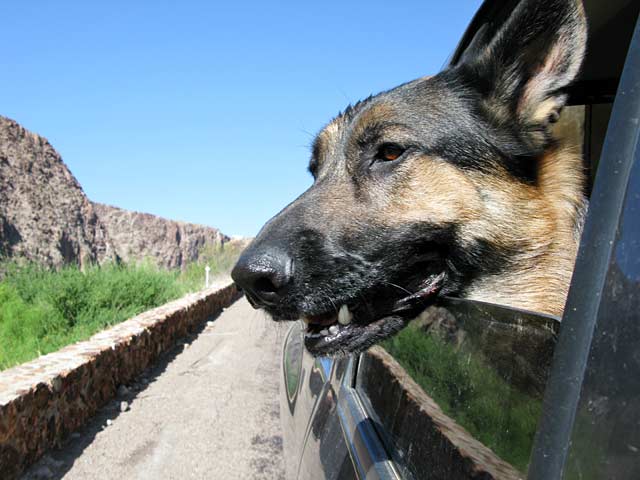 wyatt on the road in big bend ranch texas