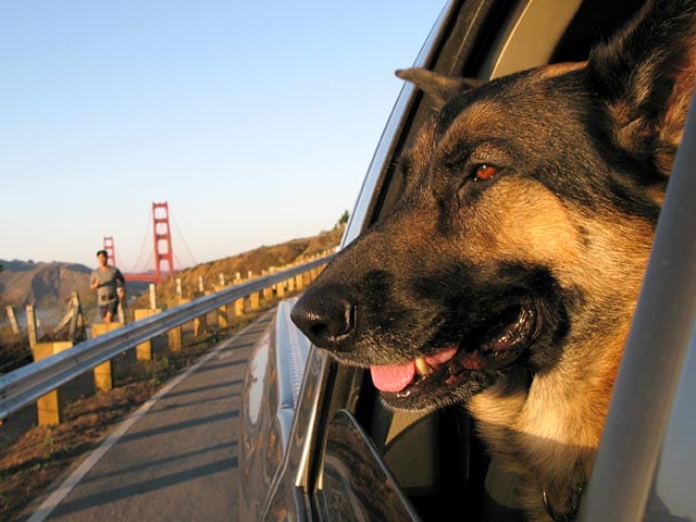 Wyatt Ray Dog at Golden Gate Bridge