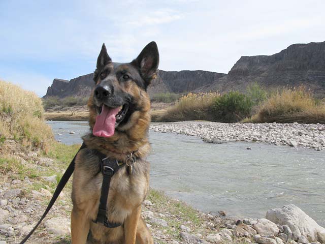 German Shepherd, Rio Grande, Texas, Tripawd