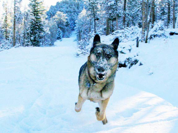 tripawds wyatt in rocky mountain snow