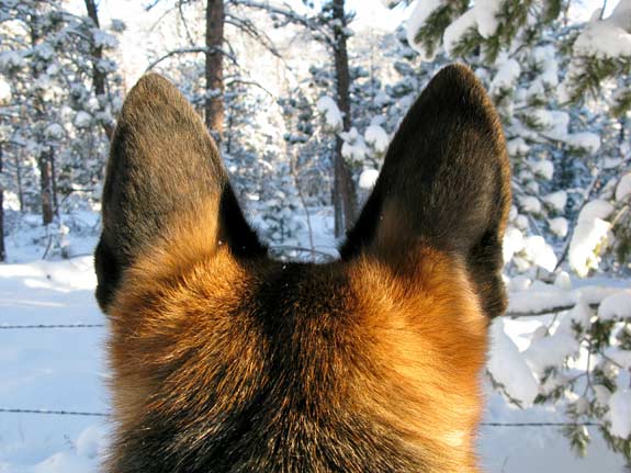 tripawds wyatt in rocky mountain snow