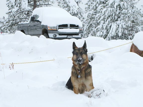 tripawds wyatt in rocky mountain snow