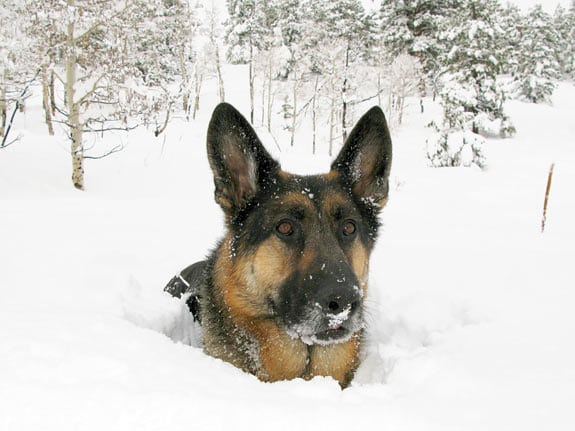 tripawds wyatt in rocky mountain snow