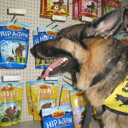 Three legged GSD Wyatt enjoys Zukes Dog Treats