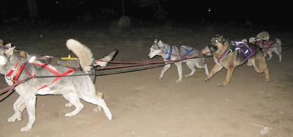 three legged German Shepherd sled dog