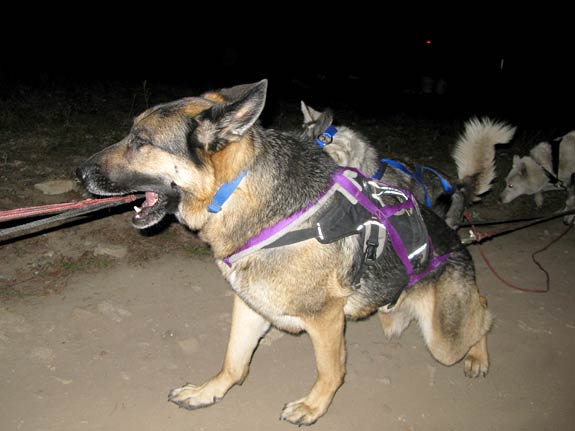 three legged Sled Dog German Shepherd