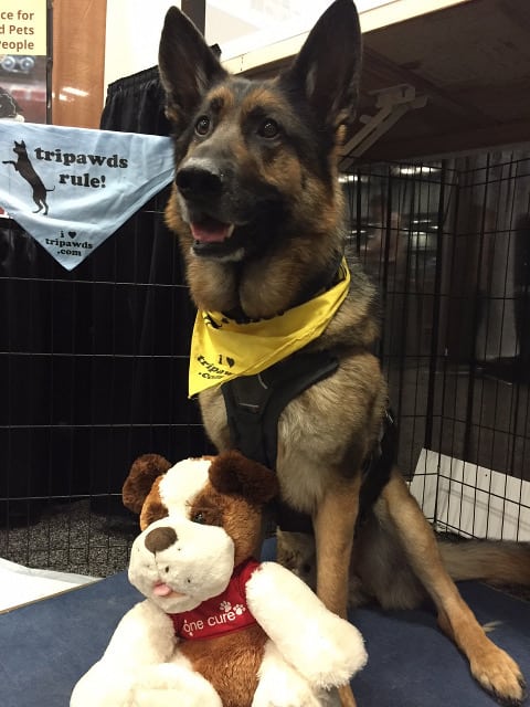 german shepherd, canine cancer, tripawd, fights