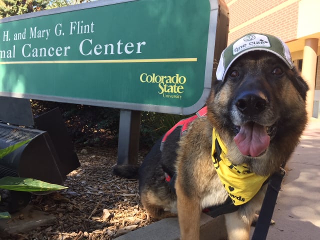 Thanks to a Rottweiler named Lucy and generous donors, recent clinic  renovations are enabling kinder, gentler pet cancer care at Colorado State  University's Flint Animal Cancer Center (FACC)