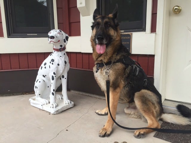 Wyatt the Tripawd firefighter