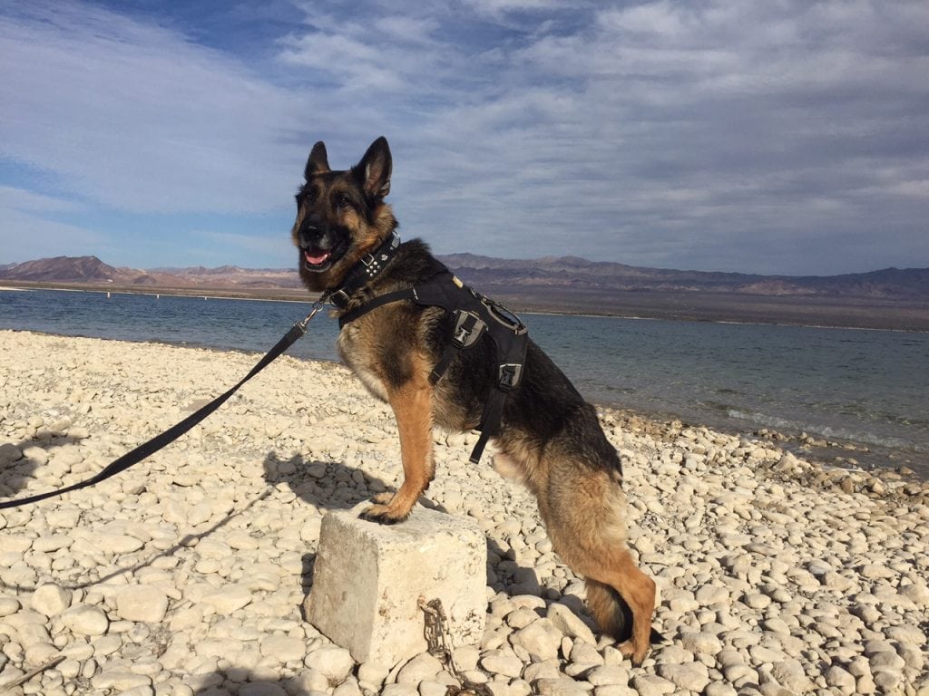 Tripawd, Colorado River