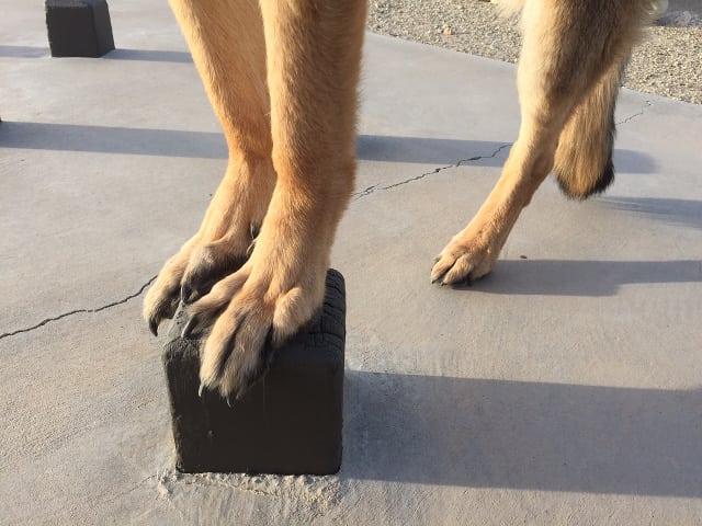 Tripawd, core-strengthening, exercise