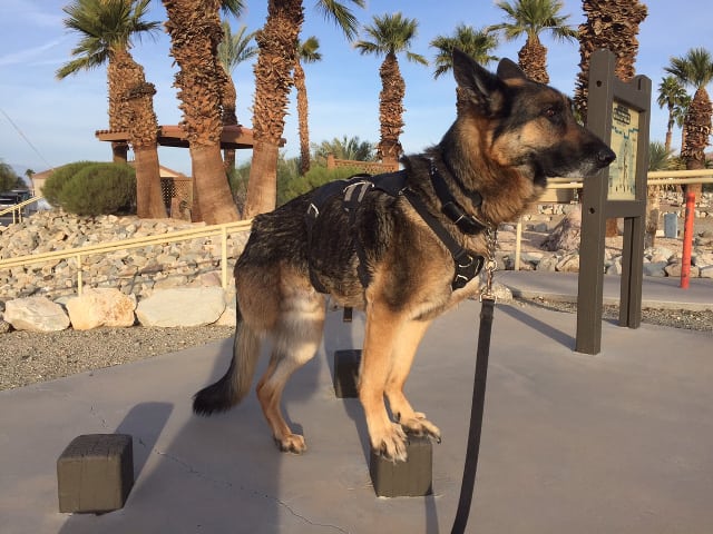 Tripawd, Southern California, German Sheperd