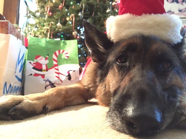 Christmas Tripawd German Shepherd