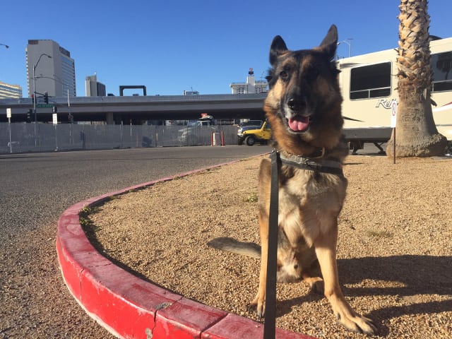 Tripawd, WVC, Las Vegas, German Shepherd