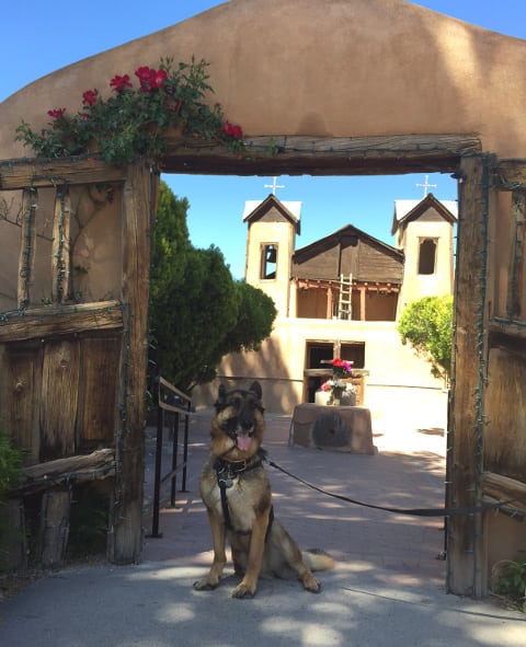 German Shepherd, Wyatt, Tripawd, New Mexico, Chimayo