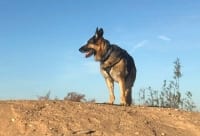 Wyatt at Holtville, CA