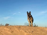 Wyatt at Holtville, CA