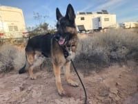 Wyatt at Quarzsite, Arizona