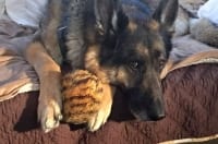 Wyatt loves his fuzzy ball.