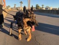 Wyatt loves his rear support doggie wheelchair