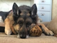 older Tripawd dog Wyatt