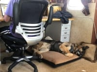 older Tripawd dog Wyatt