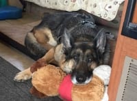 Wyatt rests on his OneCure Dog.