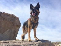 Wyatt at Wagon Wheel, Ridgecrest CA