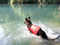 Wyatt Swims in Comal River with Ruffwear K9 Float Coat