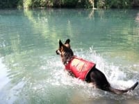 Wyatt Swims in Comal River with Ruffwear K9 Float Coat