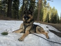 Mount Shasta Spring Snow