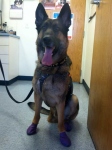 Wyatt wears PAWz for Vet Visit at VCA Las Vegas
