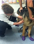 Lump Inspection for Wyatt at VCA Las Vegas