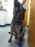 Wyatt Wails at Vet Office