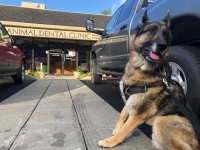 Wyatt at the Doggie Dental Clinic