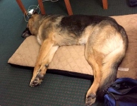 Wyatt rests on his Komfy K9 bed after 2017 TriVA Party