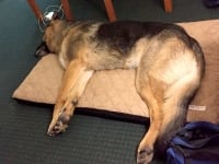 Wyatt rests on his Komfy K9 bed after 2017 TriVA Party