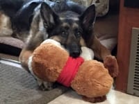 Wyatt waiting for dinner with his OneCure Dog