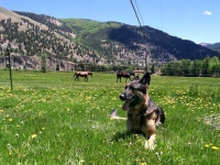 Wyatt in Vickers Ranch Horse Meadow