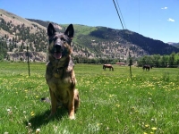 Wyatt in Vickers Ranch Horse Meadow