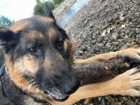 Wyatt at Yukon river in Whitehorse