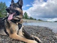 Wyatt at Yukon river in Whitehorse