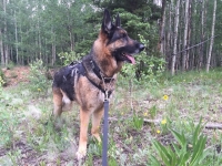 Wyatt at Vickers Ranch