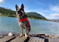 Wyatt swims at Carcross, Yukon