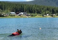 Wyatt swims at Carcross, Yukon