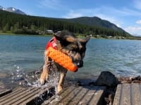 Wyatt swims at Carcross, Yukon