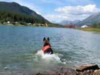 Wyatt swims at Carcross, Yukon